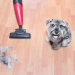 Smart Tips to Keep Your Pet Relaxed During Smart Vacuum Cleaning