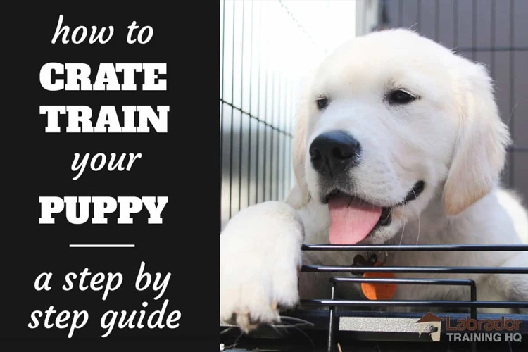 Tip 2: Train Your Pet To Stay Calm