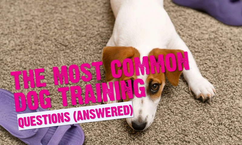 Why Train Your Pet To Be Comfortable With A Smart Vacuum Cleaner?